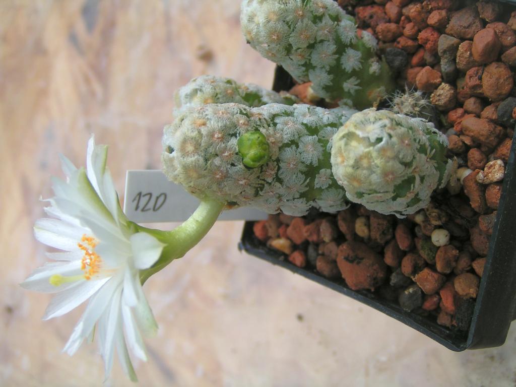 Mammillaria theresae albiflora